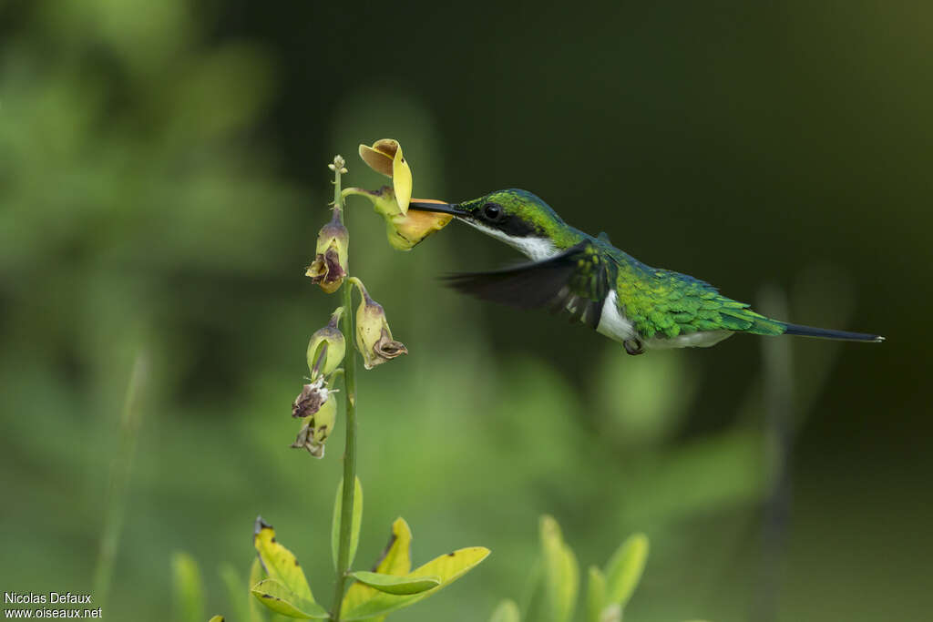 Colibri oreillard femelle adulte, Vol, régime