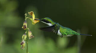 Black-eared Fairy