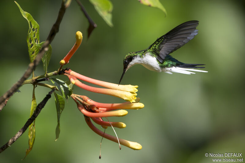 Colibri oreillard femelle adulte, Vol, mange