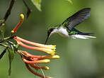 Colibri oreillard