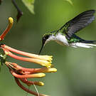 Colibri oreillard