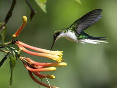 Black-eared Fairy