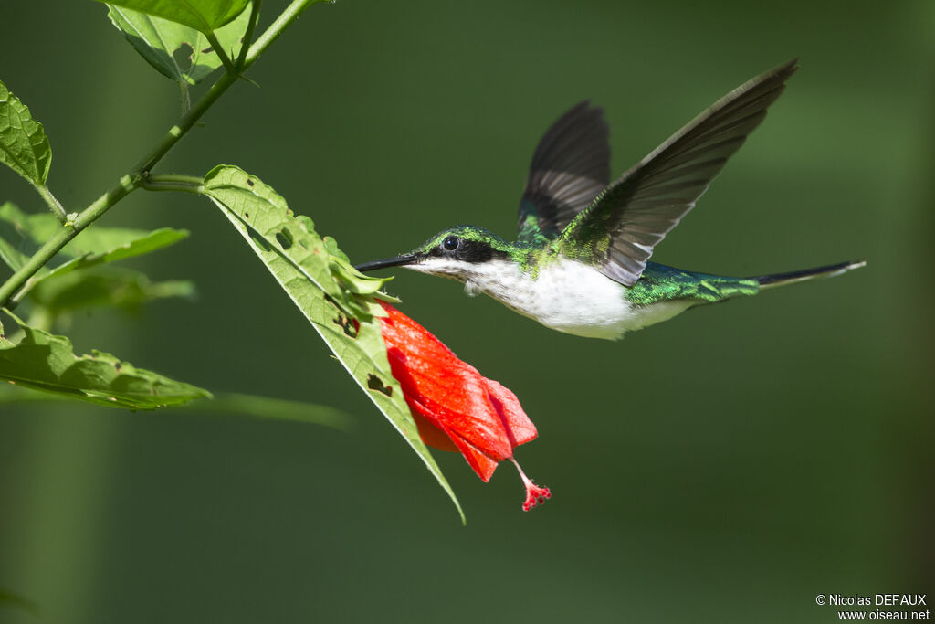 Colibri oreillard femelle adulte, Vol, mange