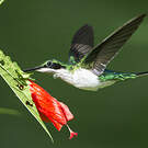 Colibri oreillard