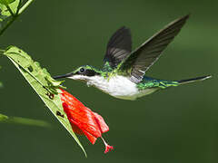 Black-eared Fairy