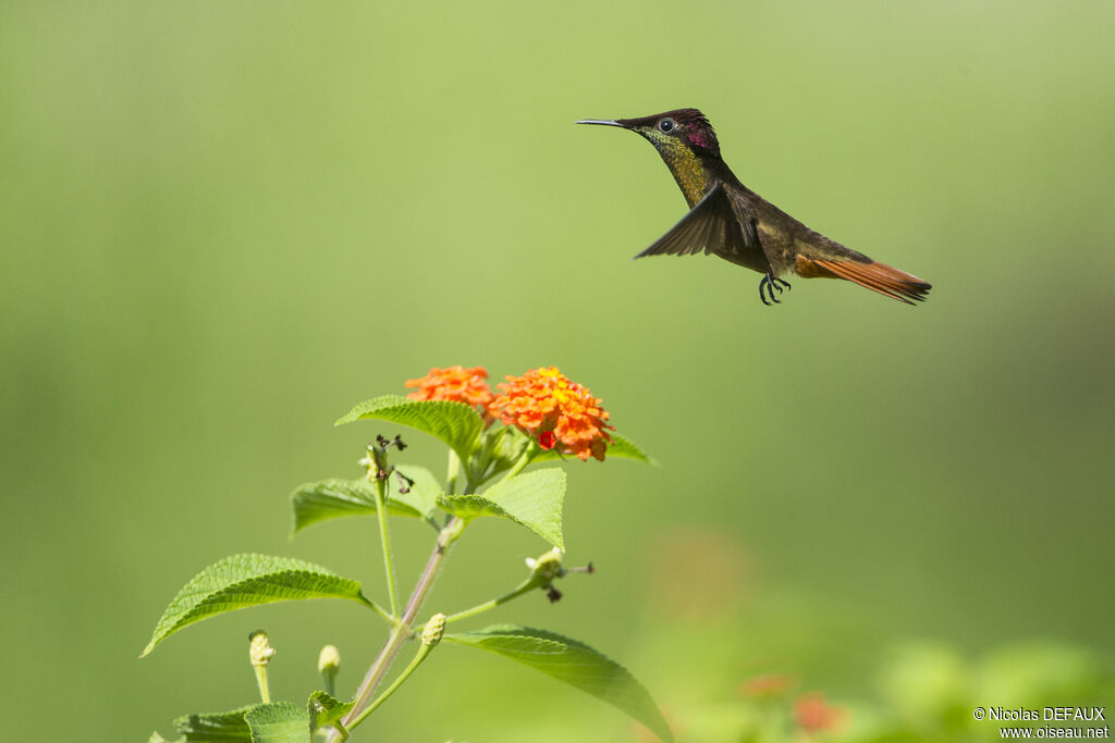 Colibri rubis-topaze mâle adulte, Vol, mange