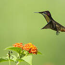 Colibri rubis-topaze