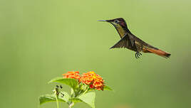 Colibri rubis-topaze