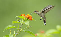 Colibri rubis-topaze