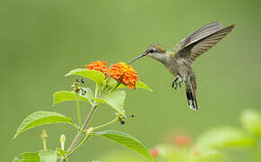 Colibri rubis-topaze