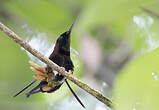 Colibri topaze