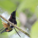 Colibri topaze
