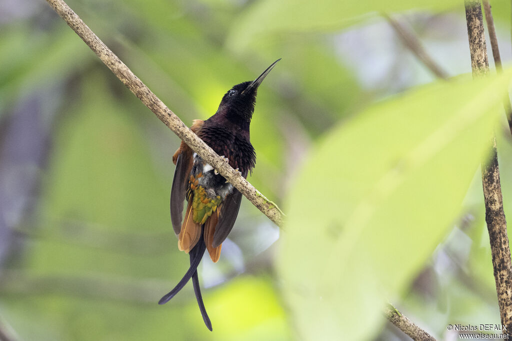 Crimson Topaz male adult breeding, close-up portrait