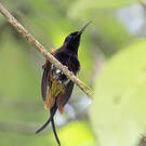 Colibri topaze