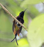 Colibri topaze