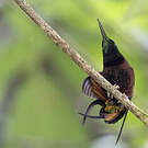 Colibri topaze