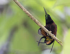 Colibri topaze