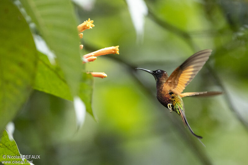 Colibri topaze mâle adulte nuptial, Vol, mange