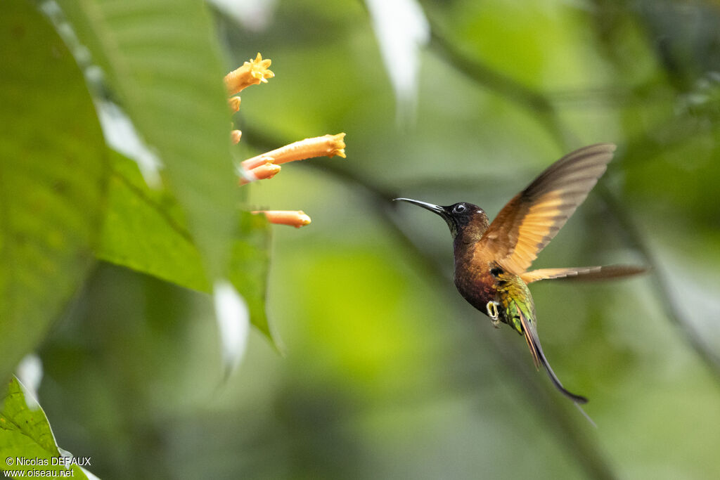 Crimson Topaz male adult breeding, Flight, eats