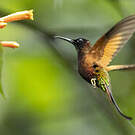 Colibri topaze