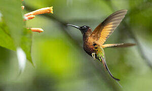 Colibri topaze