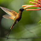 Colibri topaze