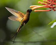 Colibri topaze