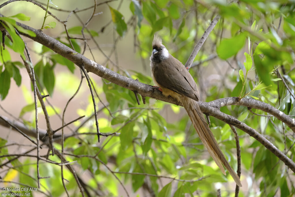 Speckled Mousebird, eats