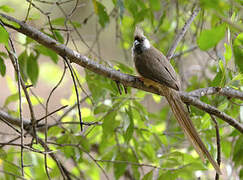 Speckled Mousebird