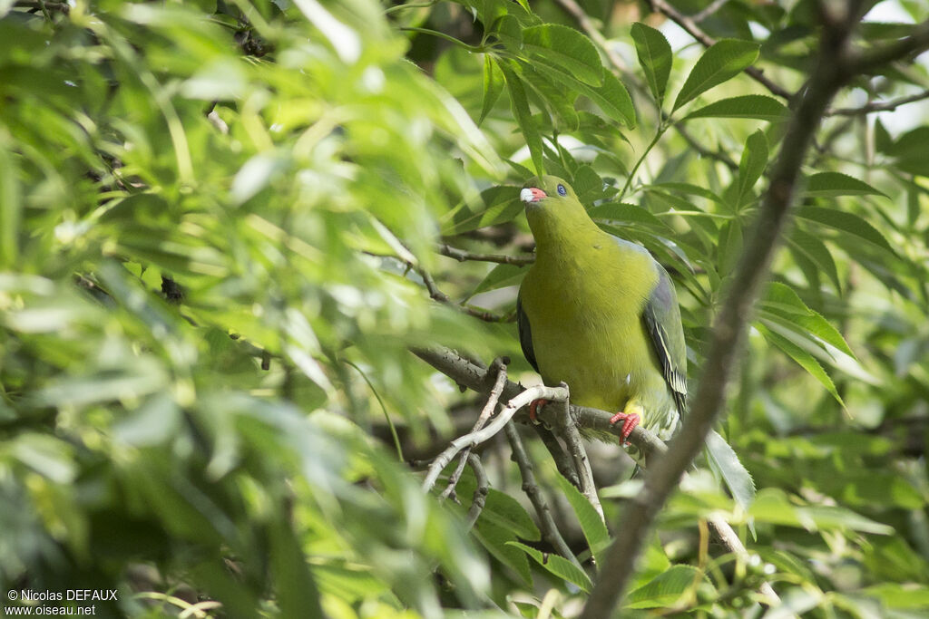 African Green Pigeon, eats