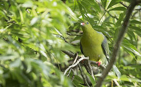 African Green Pigeon