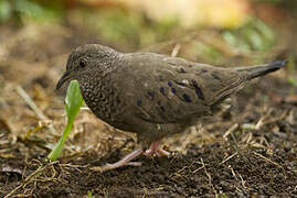 Common Ground Dove