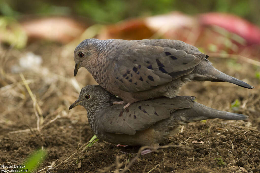 Common Ground Doveadult, pigmentation, mating., Behaviour