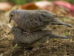 Common Ground Dove