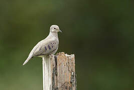 Common Ground Dove