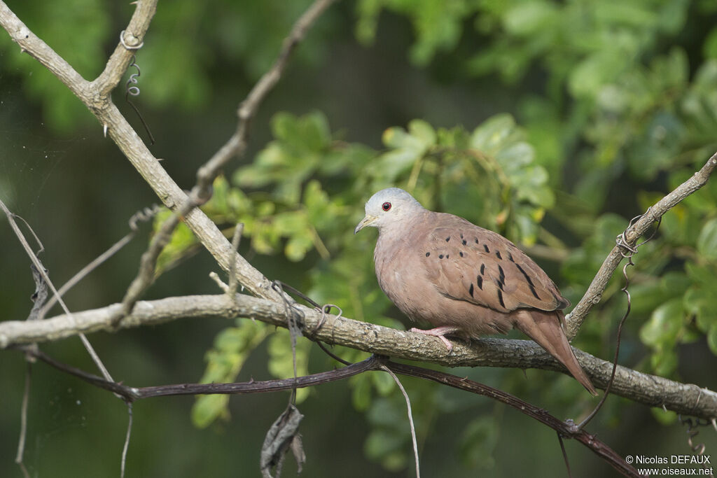 Ruddy Ground Dove