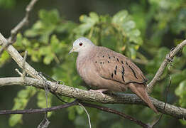 Ruddy Ground Dove