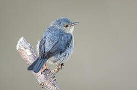 Bicolored Conebill