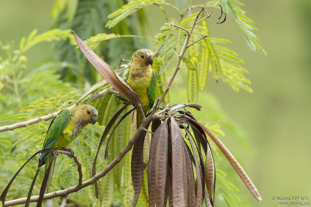 Conure cuivrée