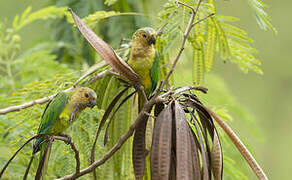 Brown-throated Parakeet