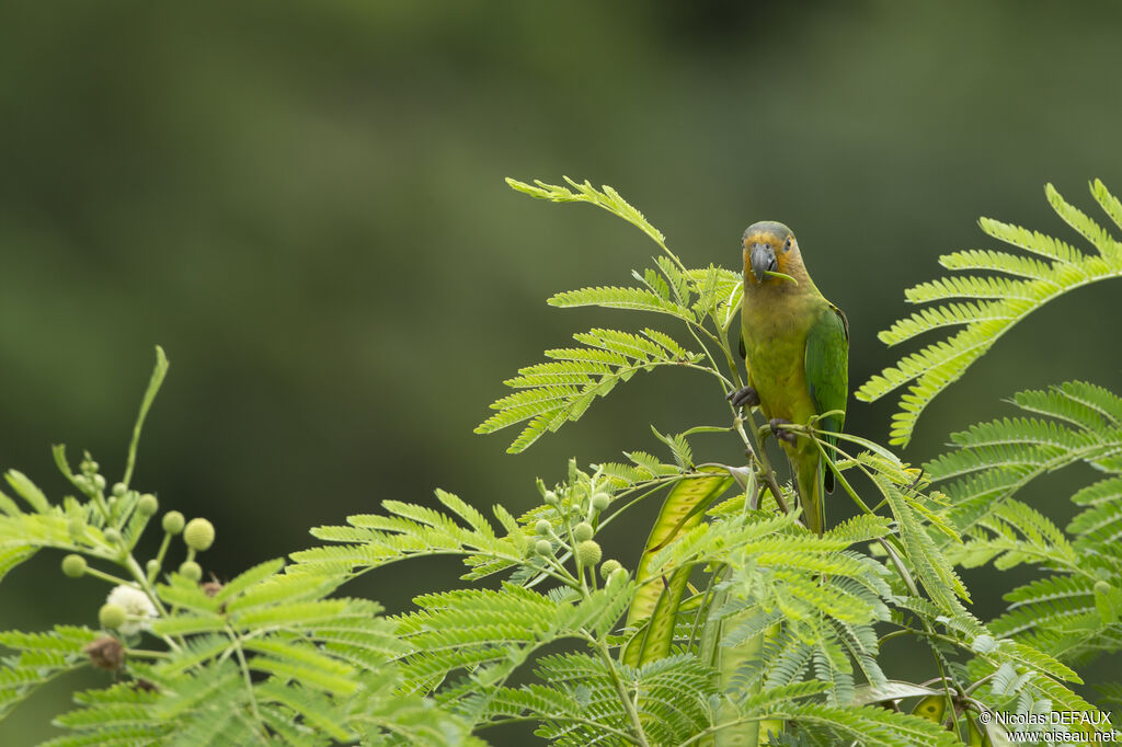 Brown-throated Parakeet