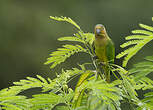 Conure cuivrée