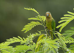 Brown-throated Parakeet