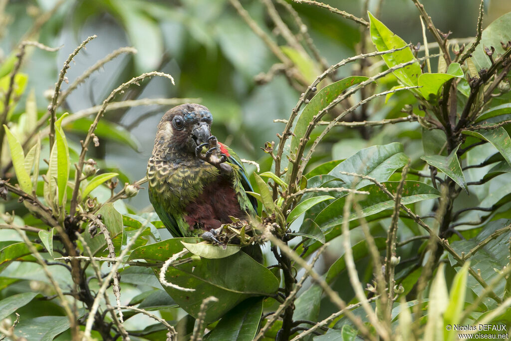 Painted Parakeet, eats