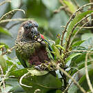 Conure versicolore