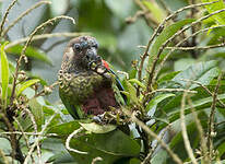 Conure versicolore