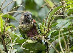 Conure versicolore