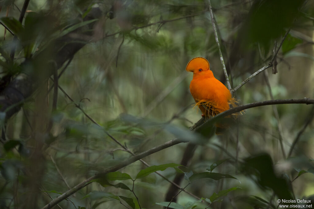 Coq-de-roche orange mâle