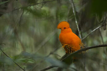 Coq-de-roche orange