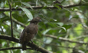 Guianan Cock-of-the-rock